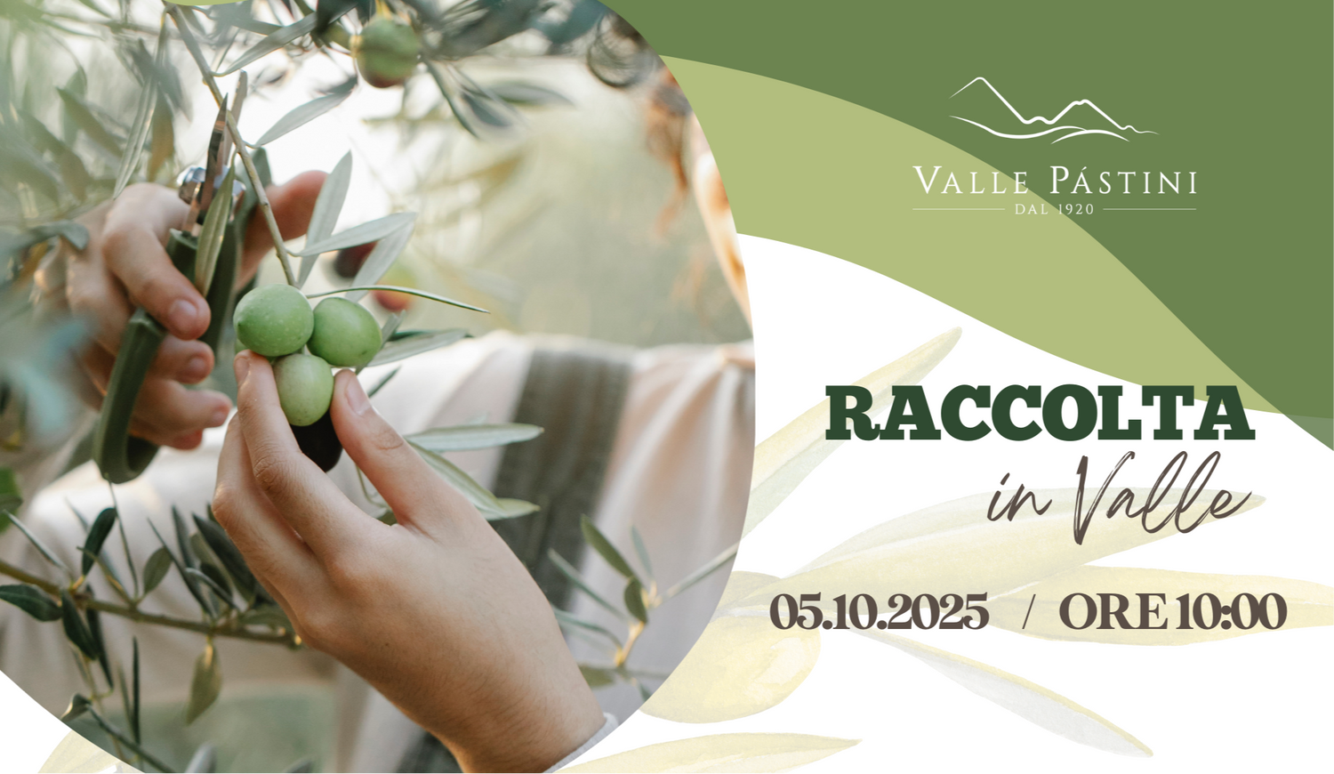 Raccolta in Valle Pástini – Vivi l’esperienza della raccolta delle olive in Abruzzo