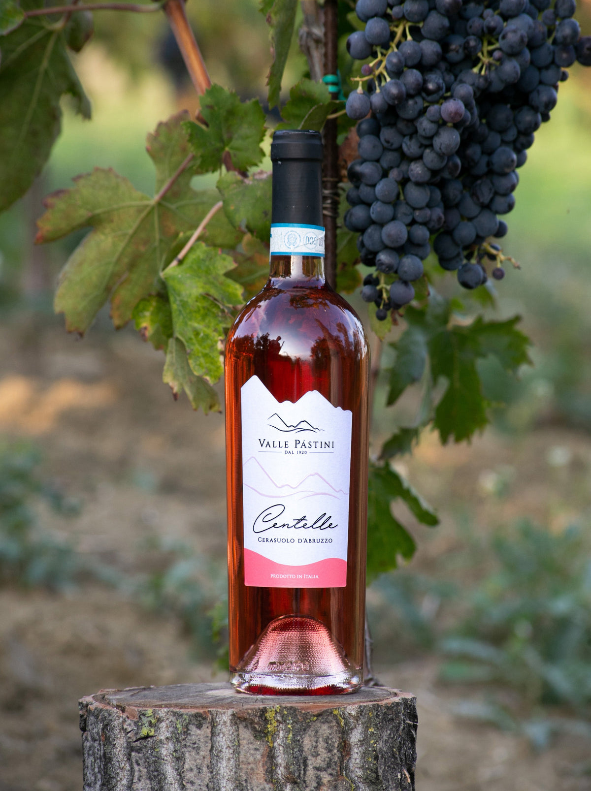 CERASUOLO D'ABRUZZO DOC - ANNATA 2025